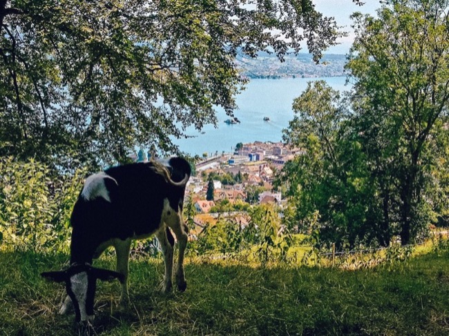 A cow in Horgen