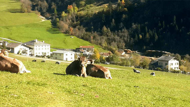 Bernina Express cows