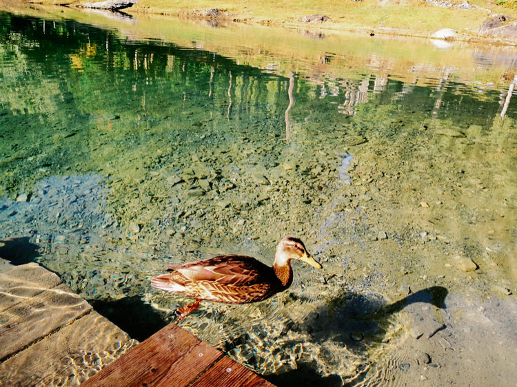 Caumasee Swiss duck