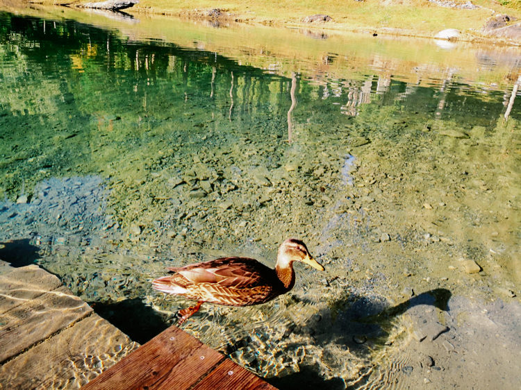 Caumasee İsviçre ördek