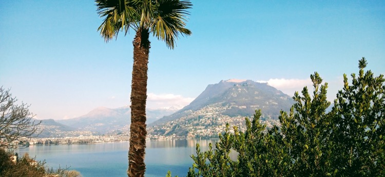 Lugano Palmiye Ağaçları